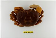 藏品(毛足特氏蟹)的圖片